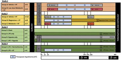 Proton Magnetic Resonance Spectroscopy Lactate/N-Acetylaspartate Within 48 h Predicts Cell Death Following Varied Neuroprotective Interventions in a Piglet Model of Hypoxia–Ischemia With and Without Inflammation-Sensitization